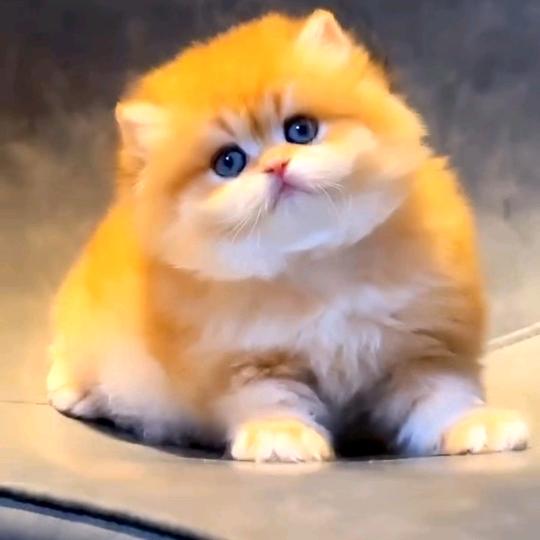 猫宠繁育家庭猫舍