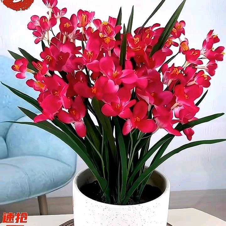 随遇而安，美丽台子，芹