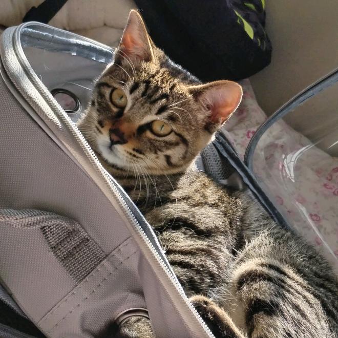 不爱吃猫草爱咬人