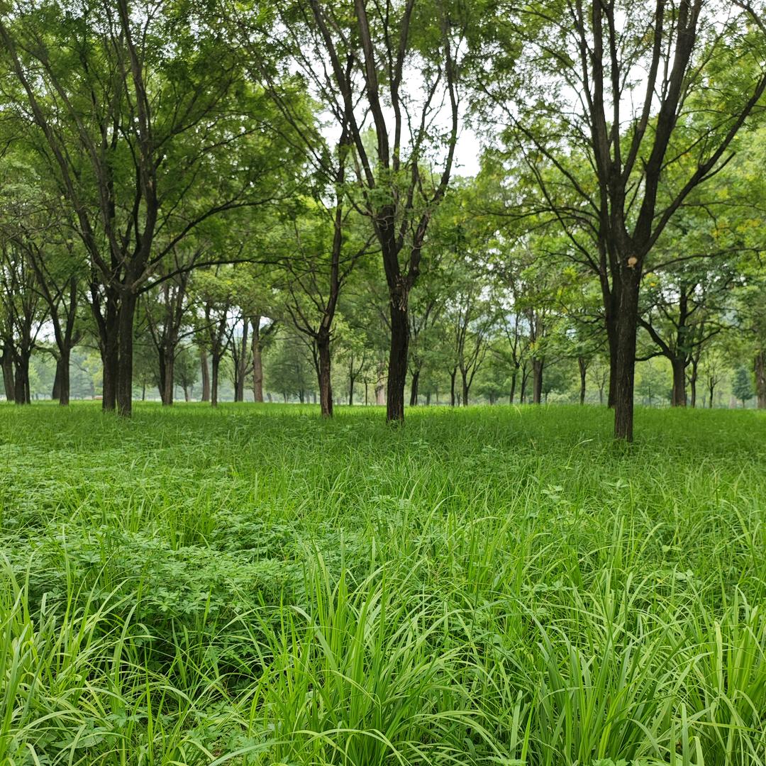 竹叶青青（36520）