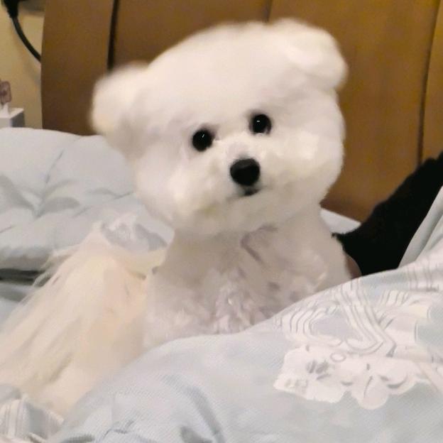 小蛋卷儿（日常版）🌾