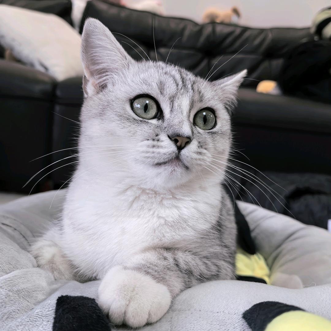 随心所欲ꕥ᭄Tan