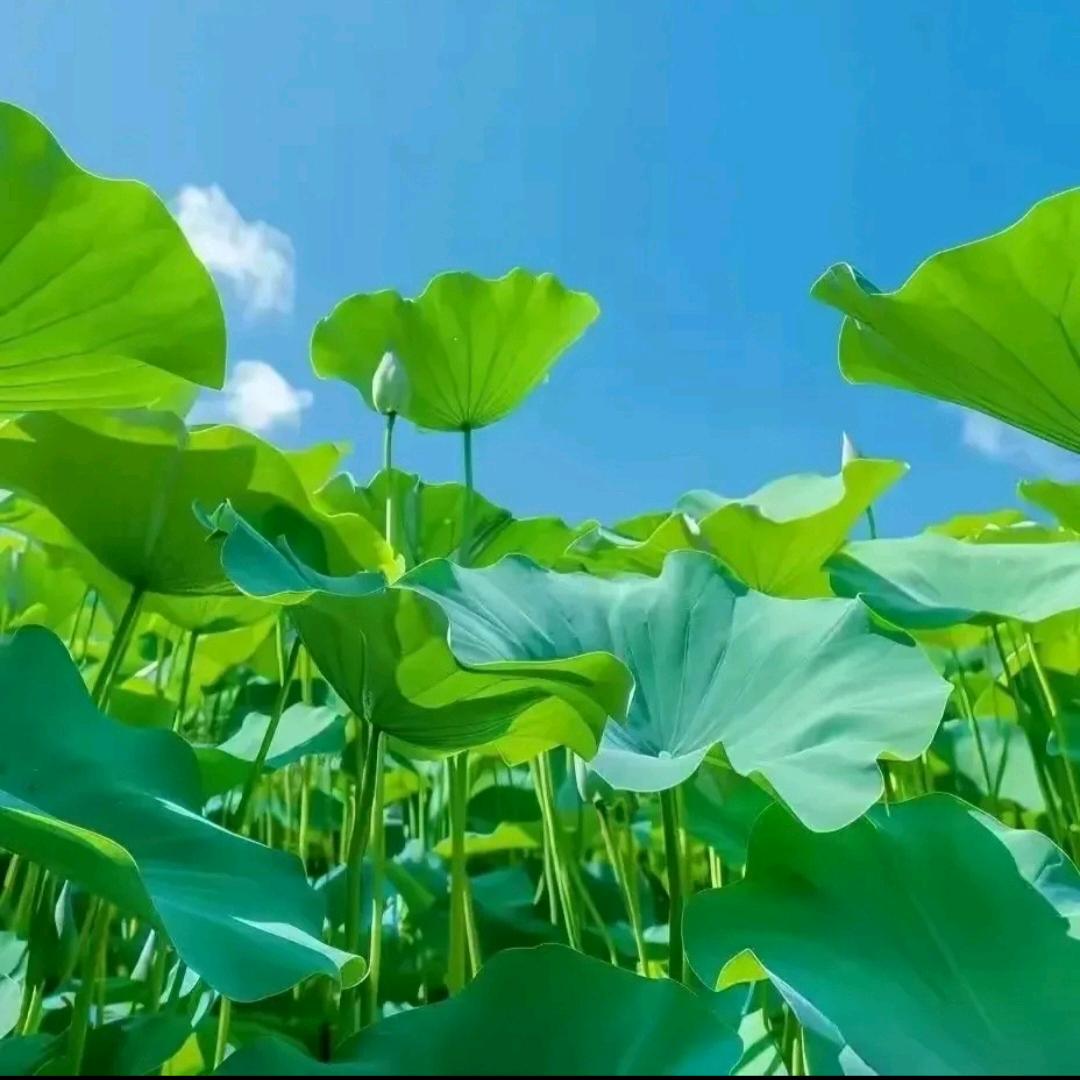 幸福