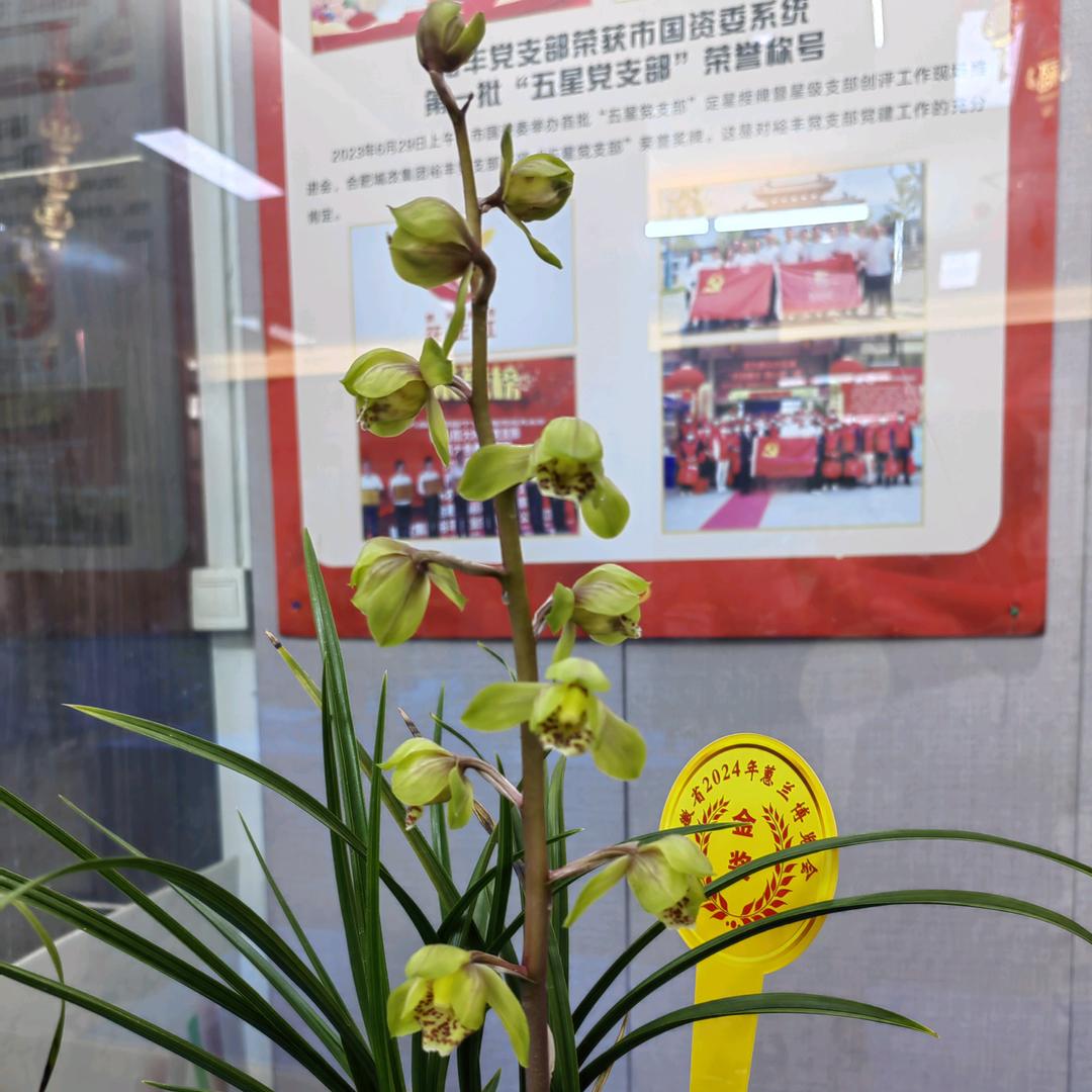 庆子兰苑小号（良苑兰花)