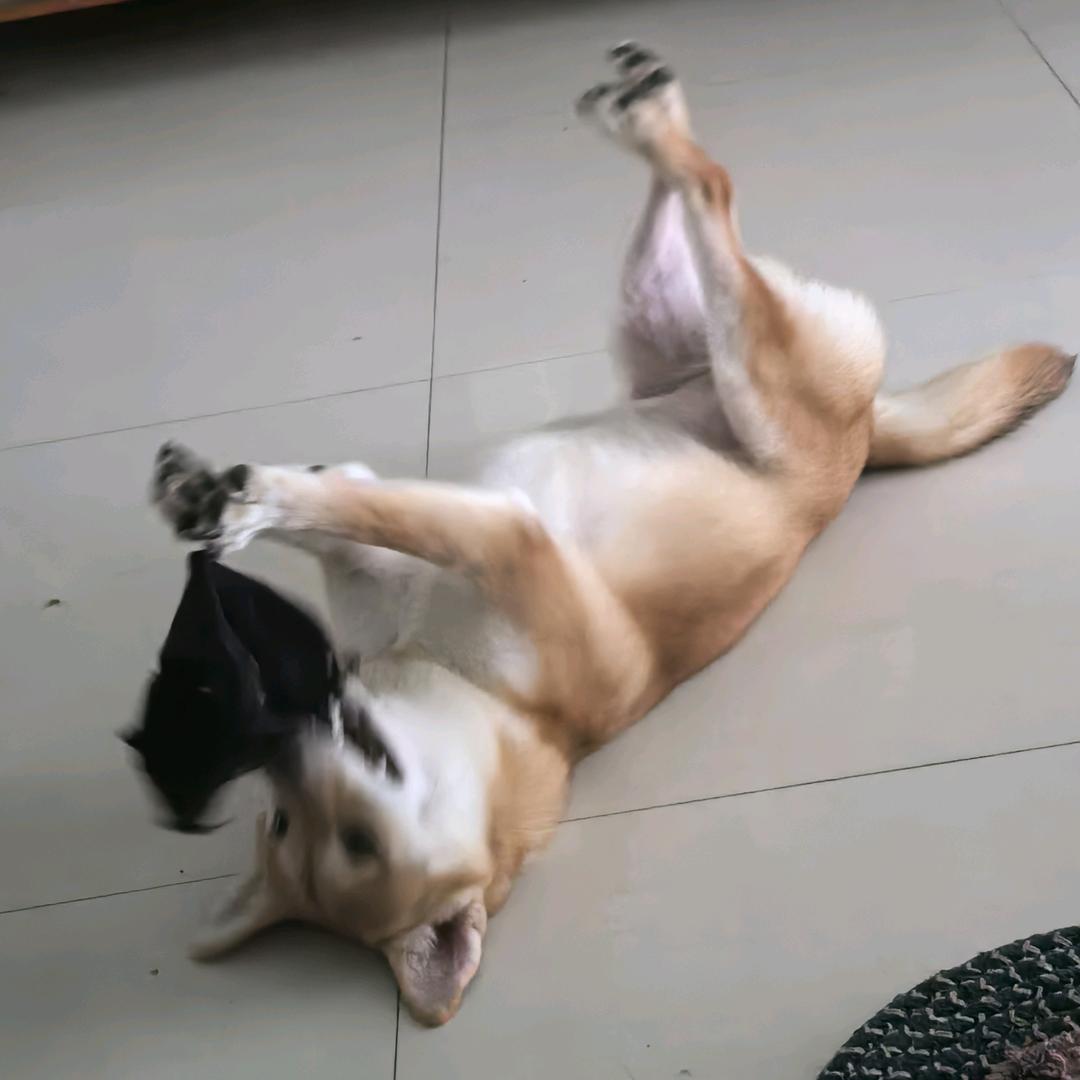 老帅巡营