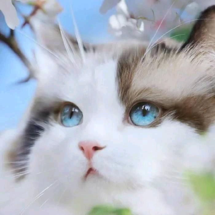 猫老弟【三角洲跑刀鼠鼠】