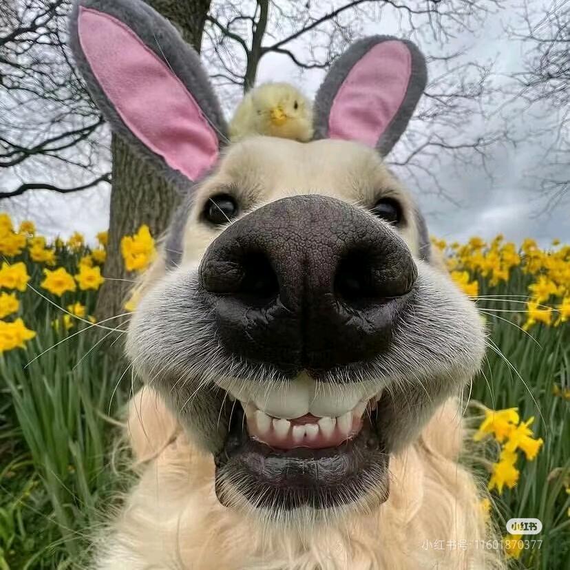 拆家的奥斯卡🉑(英语六级版)