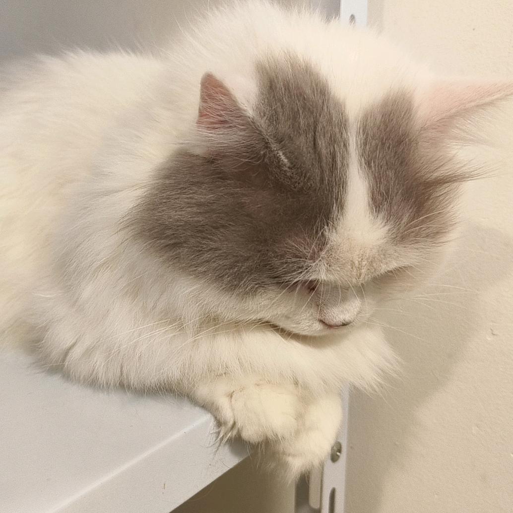 阿尔卑斯甜土豆