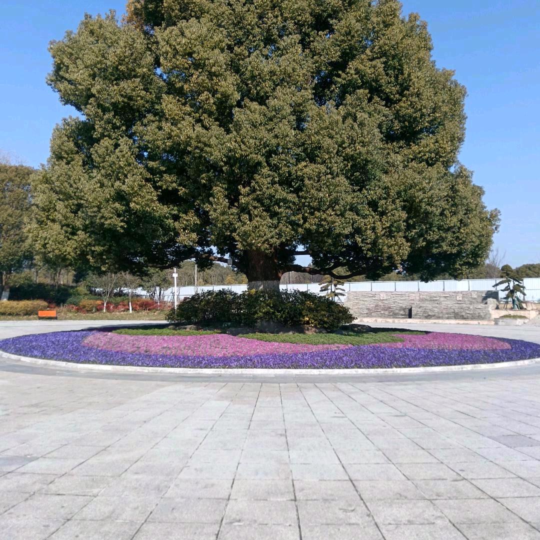 锣久锅