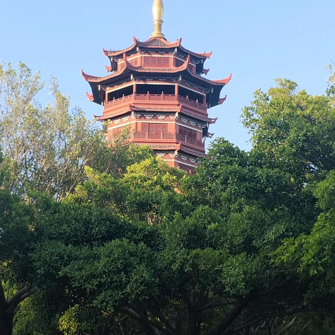 红玫瑰的红