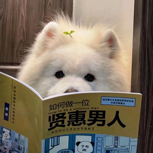 不妨让我陨落