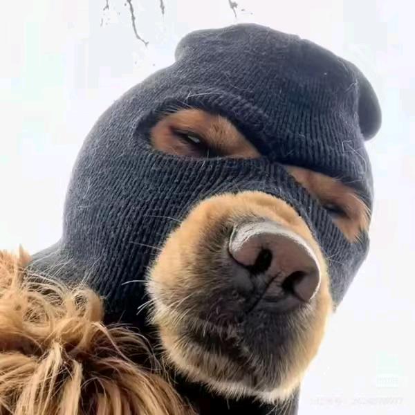 啊🐕糊涂