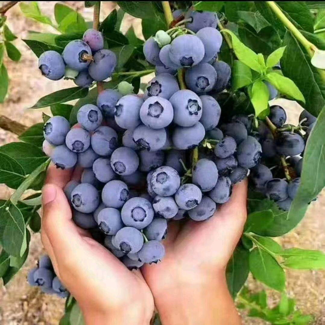 水果小哥