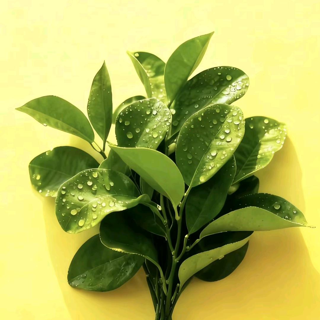 🌈柠檬不萌🌈