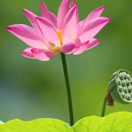 花开花落
