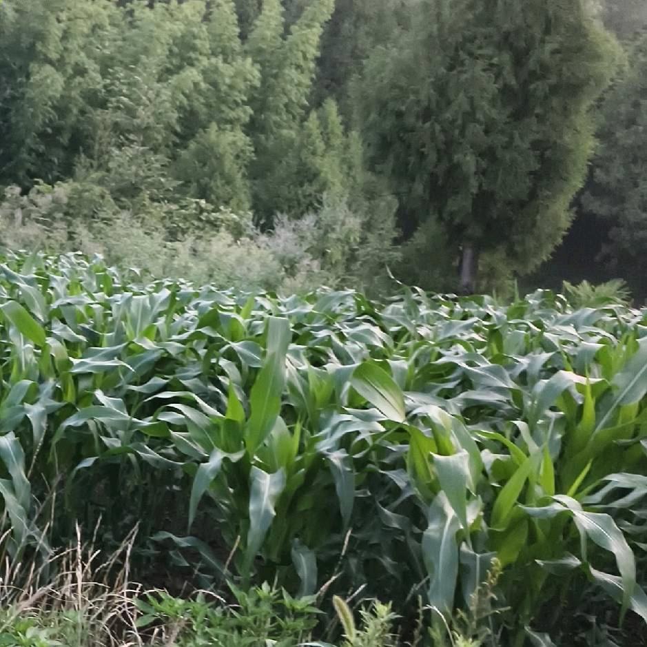 总有奸细想害朕