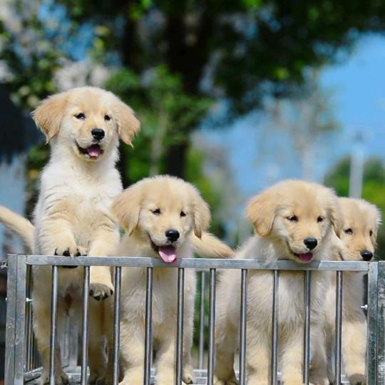 亿鑫盛金毛俱乐部