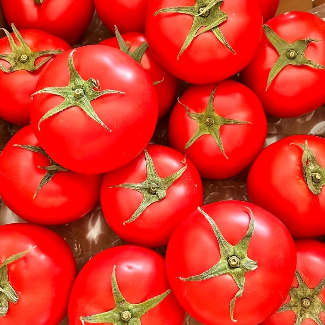 普罗旺斯西红柿农场自销