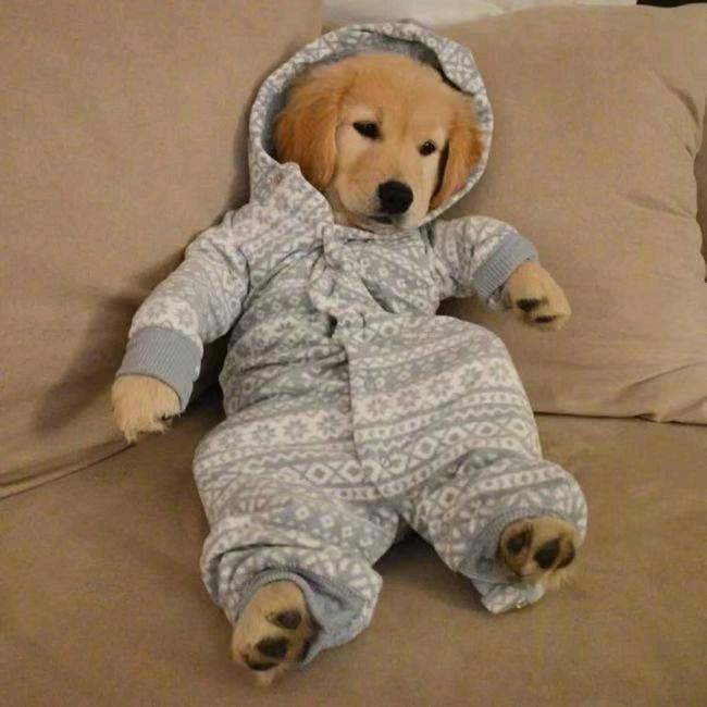 🐶