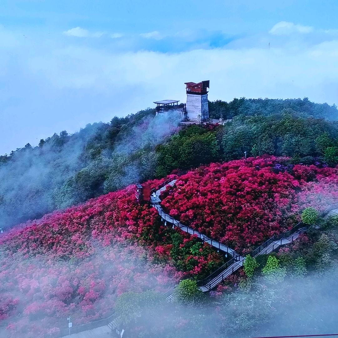 醉拳小胖