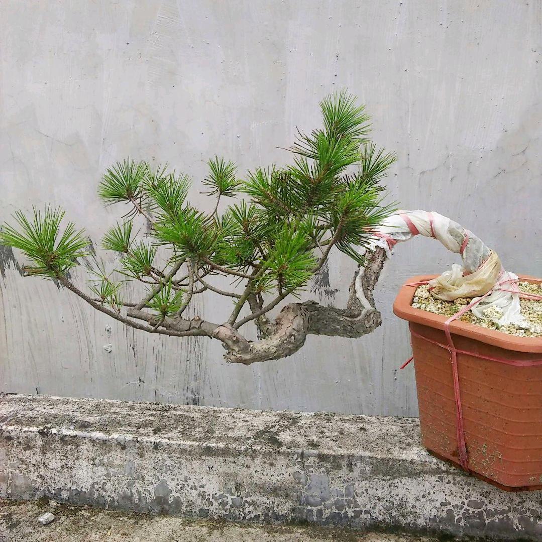 海源树桩盆景店