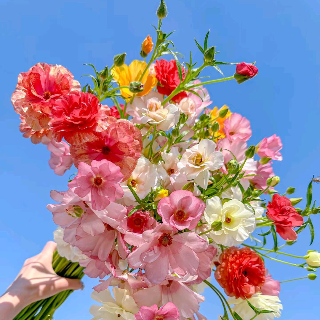 牡丹花