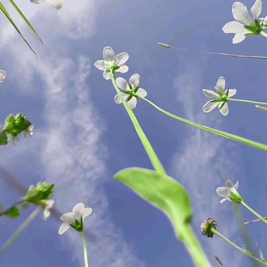 小雏菊