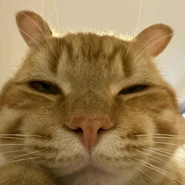 野原家的🐱