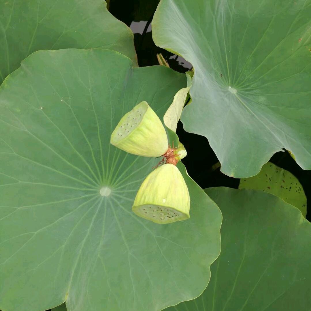 任城陈舵主