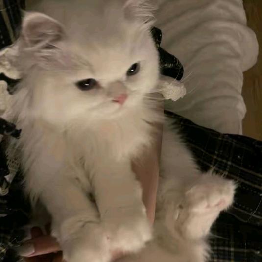 卡卡我的小啾啾