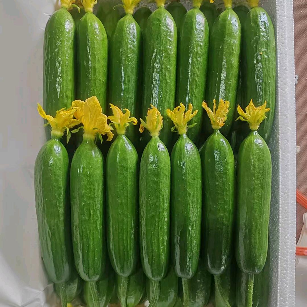 寿光小黄瓜基地直发