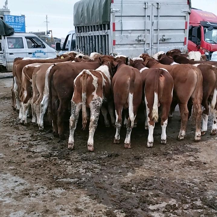 贵州牧羊人刘稳才