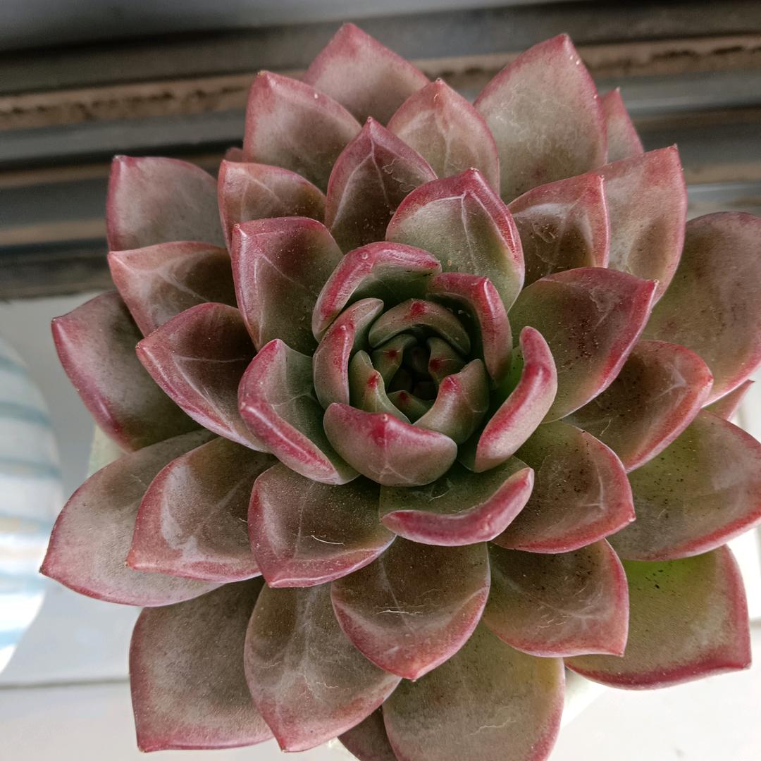 🌸木子🌸