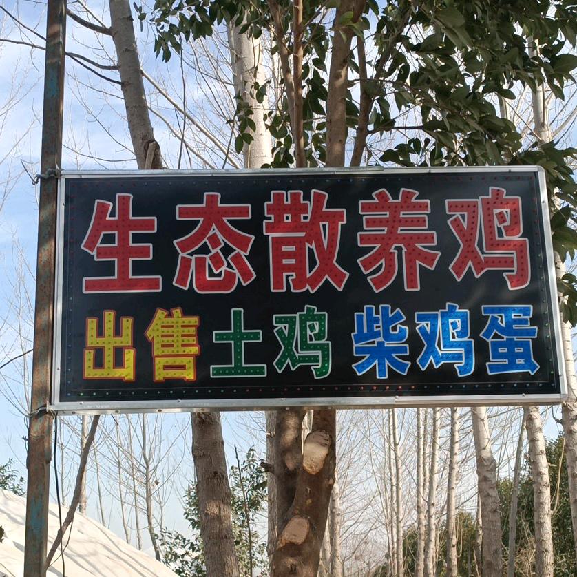 张菜园下乡包桌，淮阳县朱集乡