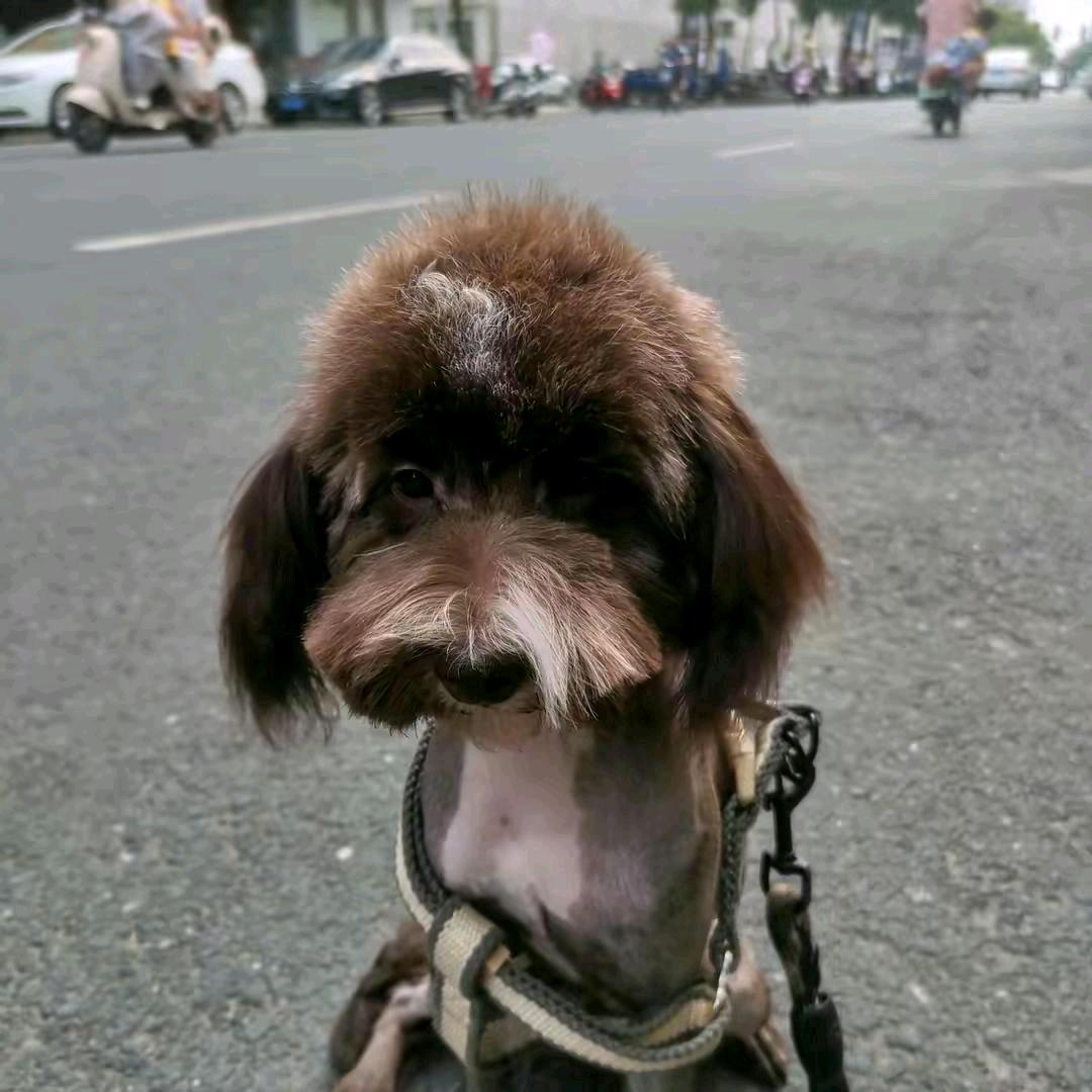 萌宠黑蛋