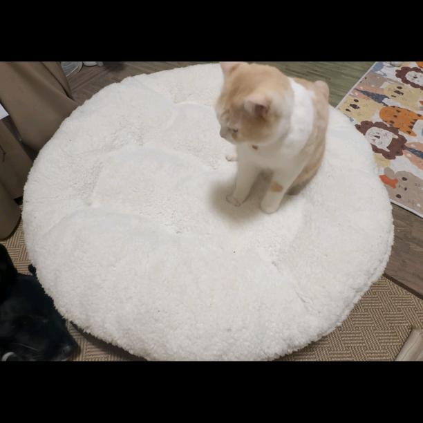 摇尾吧宠乐园宠物商超