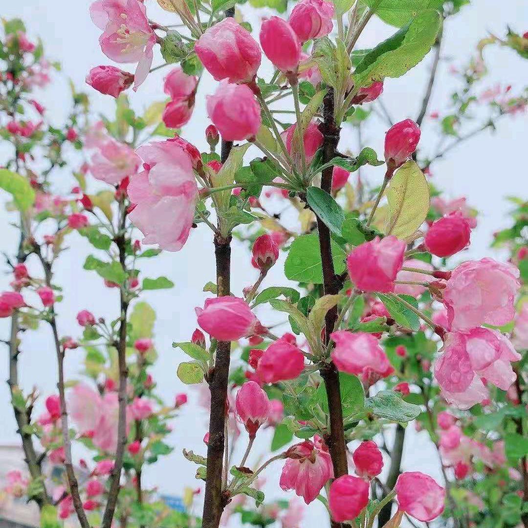 💞ঞᩚ᭄似水💞᭄劉年ོ꧒ᩚ