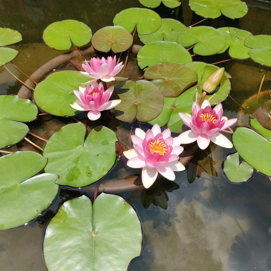 小雪妹(低谷期)