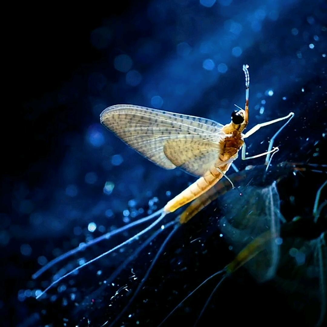 ꧔ꦿ᭄ 迃ঞᩚ幵꧔