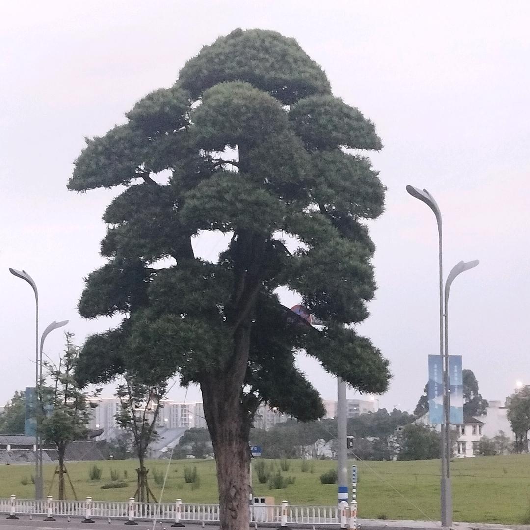 Ping搏哥