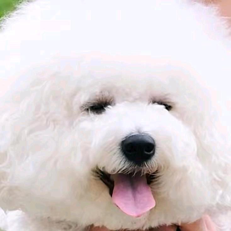 榴莲爱上水煮鱼