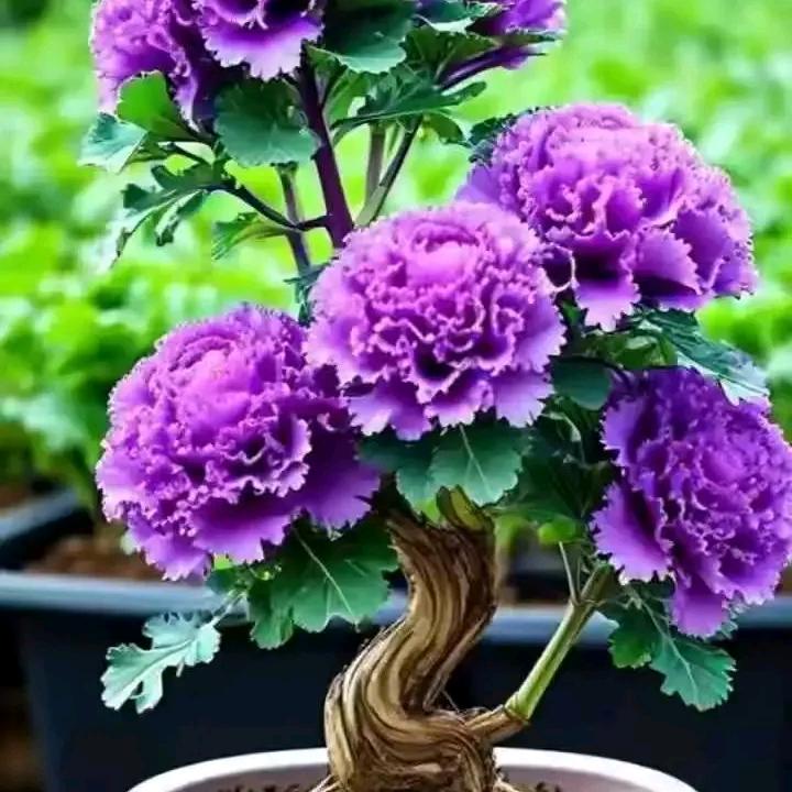 蓝👨‍👩‍👧‍👦馨🤡🤡