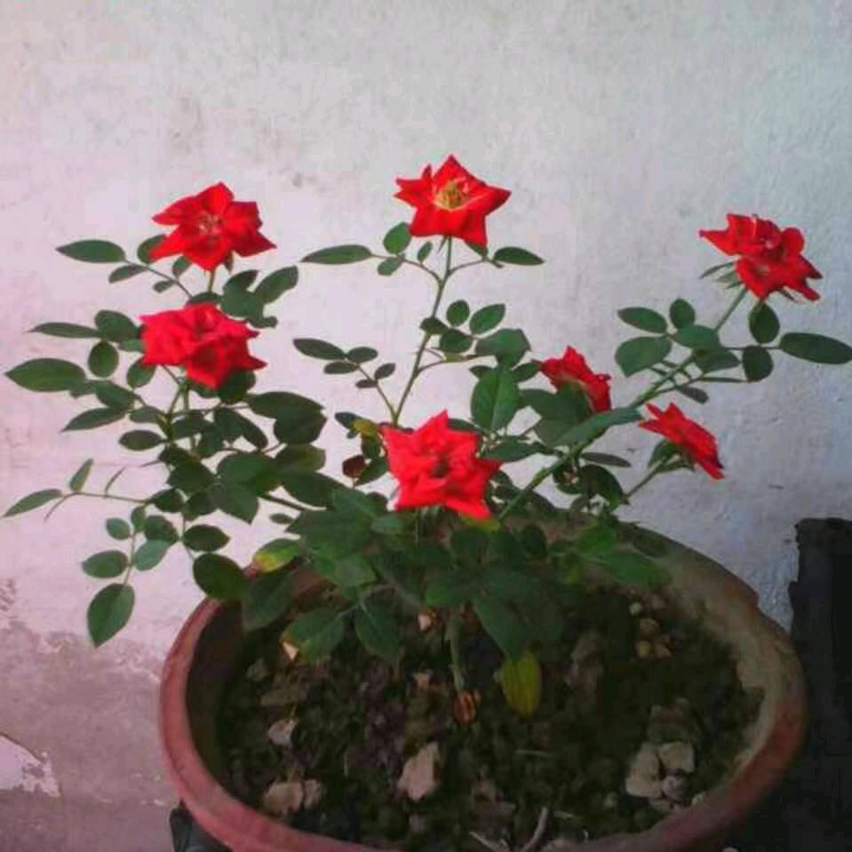 城里的农村人。