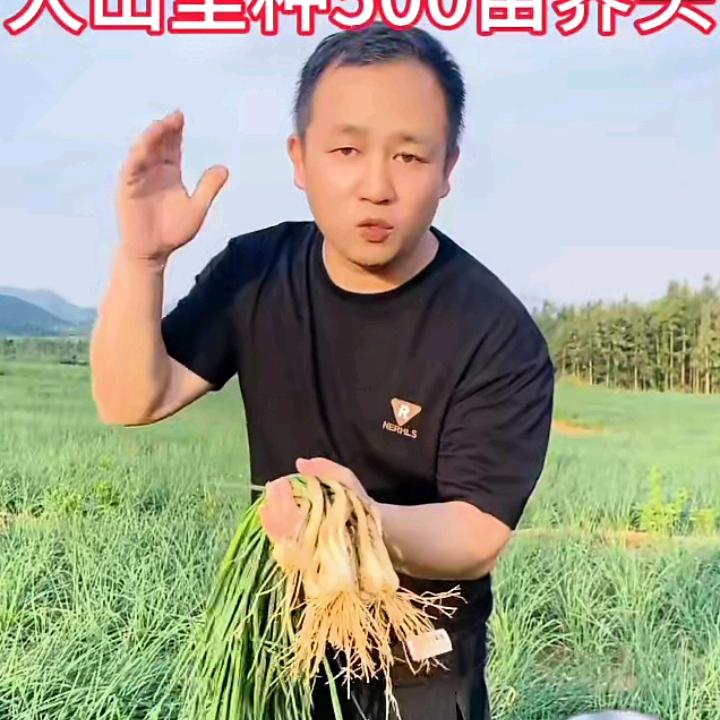 游子思乡