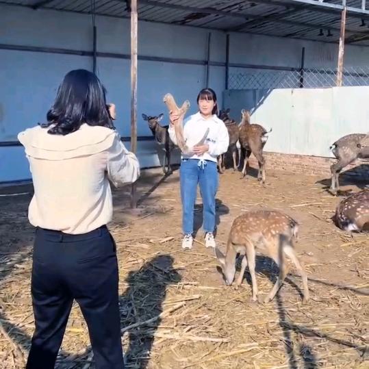 范县濮城二厂梅花鹿养殖