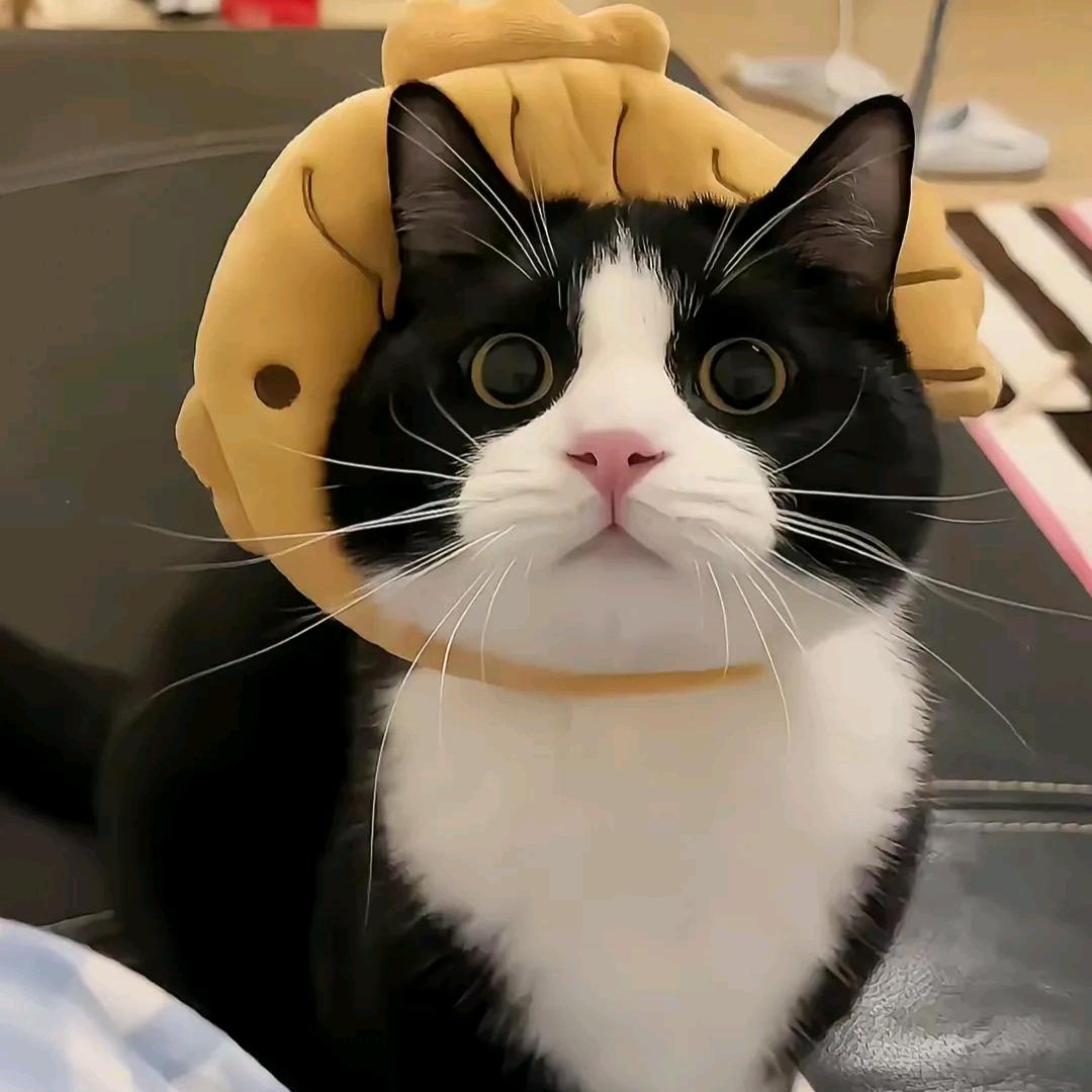 🍊头像