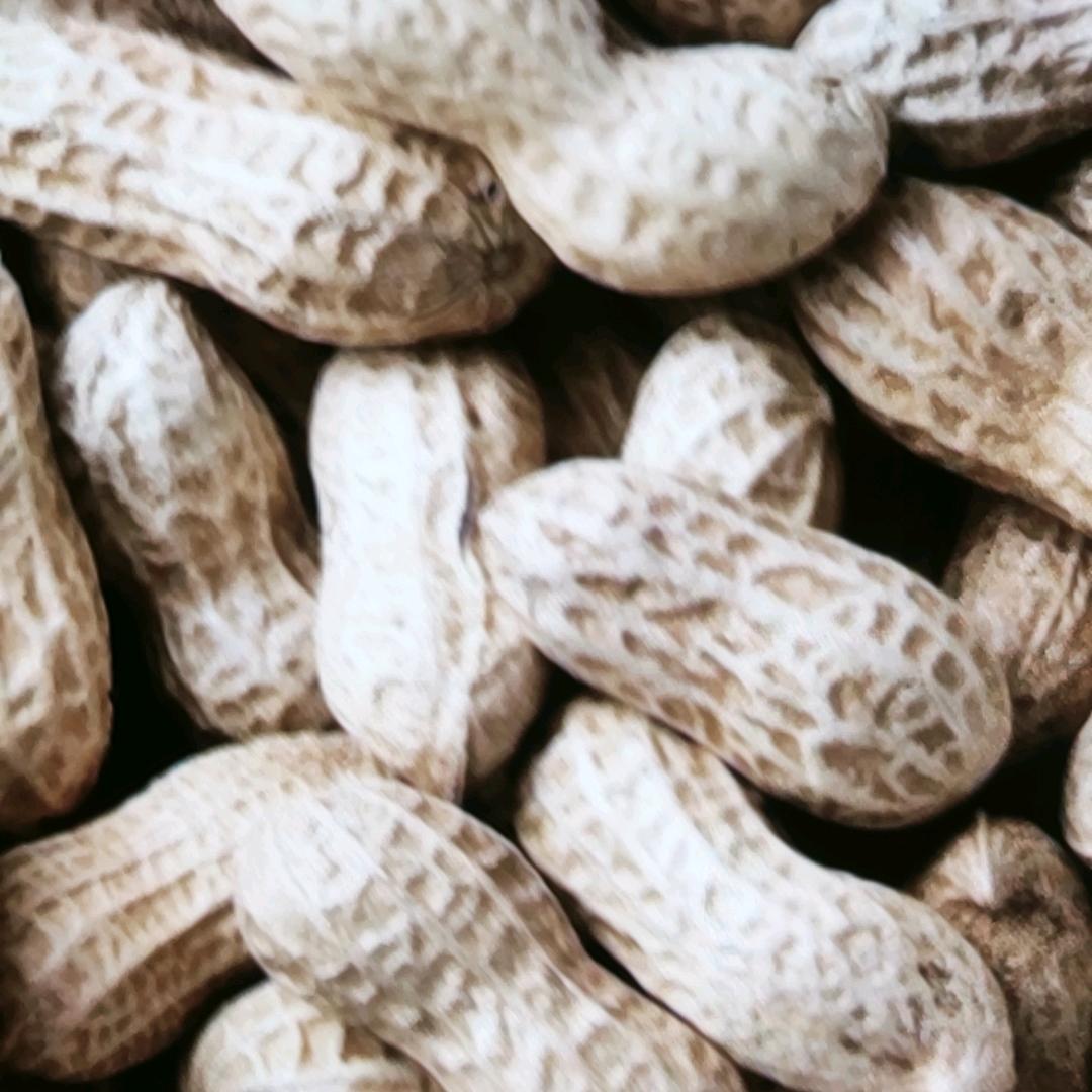 花生唠嗑直播间