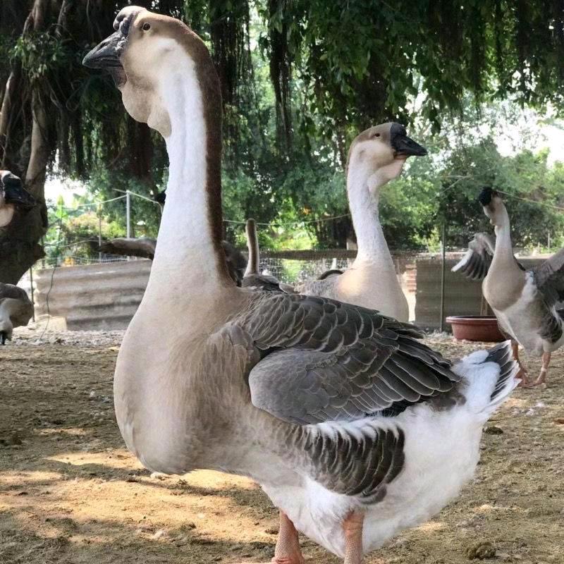 天歌鹅业欢迎你