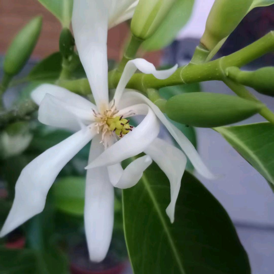 一朵美丽的花