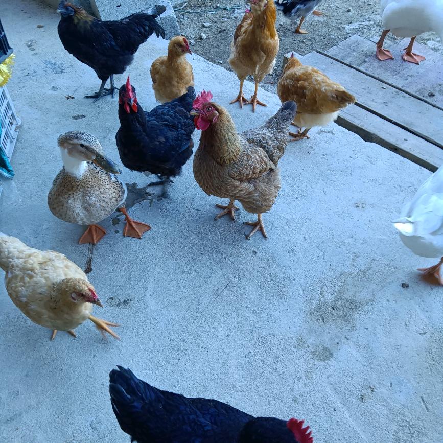 农村养🐔人